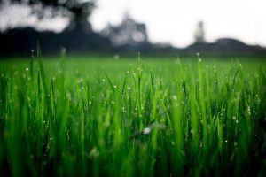 The Benefits of Sod Versus Seed - Emerald Sod Farms