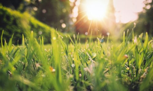 How to Care for New Sod in Spring - Emerald Sod Farms How to Care for New Sod in Spring - Emerald Sod Farms