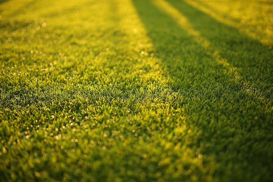 A Case for Natural Grass Versus Artificial Turf - Emerald Sod Farms