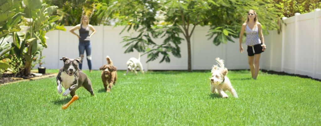 Why Artificial Turf May Not Be Best for Pet Owners