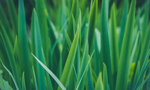 Penneagle II Bentgrass Sod - Emerald Sod Farms Penneagle II Bentgrass Sod - Emerald Sod Farms