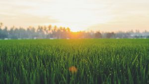 Texas Hybrid Sod Turf Grass - Emerald Sod Farms