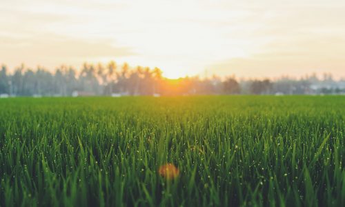 Texas Hybrid Sod Turf Grass - Emerald Sod Farms Texas Hybrid Sod Turf Grass - Emerald Sod Farms