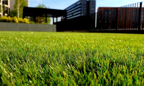Penn A4 Bentgrass Sod - Emerald Sod Farms Emerald Sod Farms Penn A4 Bentgrass Sod