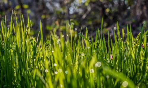 ESF Fescue Bluegrass Blend - Park or Commercial Areas Fescue Bluegrass Blend For Park or Commercial Areas