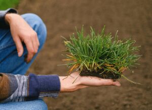 Where to Buy Sod in Denver | Emerald Sod Farms