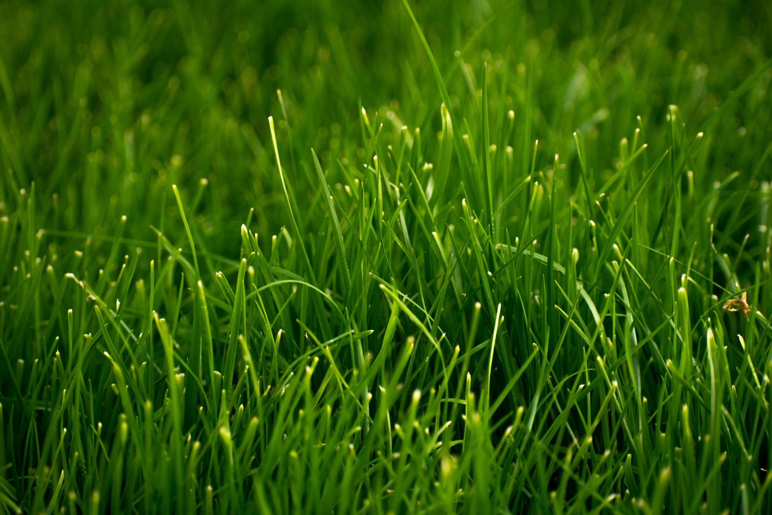 Emerald Sod Farms provides locally grown, certified turf with expert delivery & installation. Veteran-owned and Colorado-grown.